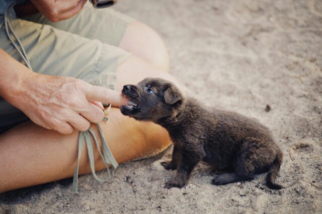 dog bite