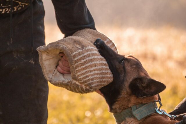 dog bite